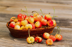 Rainier Cherry Tree - Blonde, premium flavored cherry (2 years old and 3-4 feet tall.)