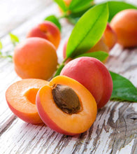 Dwarf Moorpark Apricot Tree - Largest and sweetest apricots! (2 years old and 3-4 feet tall)