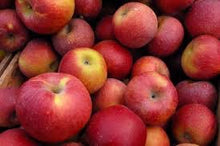 Dwarf Beverly Hills Apple Tree - Grows in warm climates like California and Florida! (2 years old and 3-4 feet tall.)