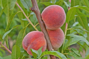 Dwarf Frost Peach Tree - Most cold hardy peach tree! (2 years old and 3-4 feet tall.)