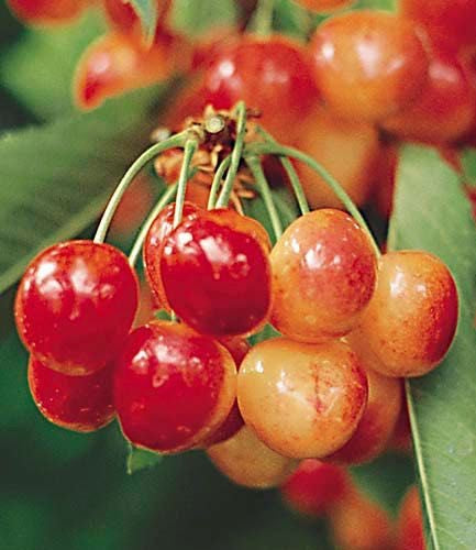 Royal Ann Cherry Tree - Up to 50 pounds of sweet blonde cherries