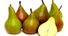 Dwarf Seckel Sugar Pear Tree - Smallest sweet pear grown today, perfectly snack-sized! (2 years old and 3-4 feet tall.)