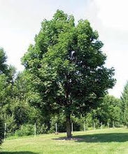 Norway Maple Tree - Very cold hardy maple tree and among the fastest growing! (2 years old and 3-4 feet tall)