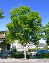 Purple Autumn Ash Tree - Deep autumn color, minimal leaf raking. (2 years old and 3-4 feet tall.)
