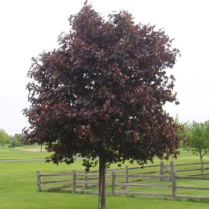 Crimson King Maple Tree Dark Purple Foliage That Glows In The Sun crimson-king-maple-tree-dark-purple-foliage-that-glows-in-the-sun