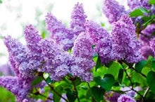 Royal Purple Lilac Flowering Shrub - Highly fragrant, large colorful blossoms, grows to fit available space. (2 years old, 2-3 foot shrub.)