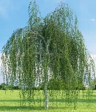 Weeping White Birch - Gracefully weeping limbs give way to pure white bark in winter! (2 years old and 3-4 feet tall.)