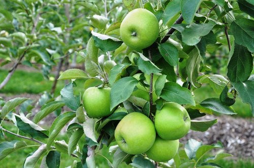 mini green apples