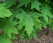 Norway Maple Tree - Very cold hardy maple tree and among the fastest growing! (2 years old and 3-4 feet tall)