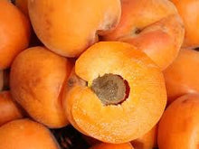 Dwarf Moorpark Apricot Tree - Largest and sweetest apricots! (2 years old and 3-4 feet tall)