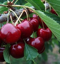 Lapins Cherry Tree - Self pollinating dark-red sweet cherry! (2 years old and 3-4 feet tall)