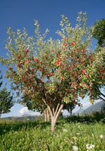 Prairie Spy Apple Tree - Cold hardy and autumn-ripening. (2 years old and 3-4 feet tall)