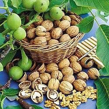 English Walnut Tree - Heart healthy, antioxidant rich natural treats! (2 years old and 3-4 feet tall.)