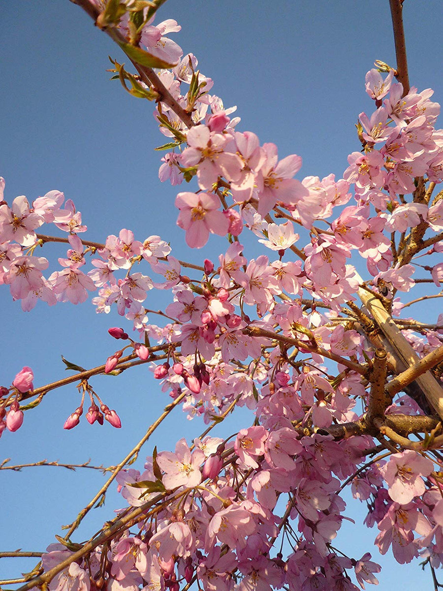 Autumnalis Cherry Blossom Tree - Blooms rose-pink twice a year in spring  and autumn! (Bare-Root, 2 years old and 3-4 feet tall)