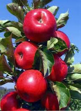 Scarlet Sentinel Limbless Apple Tree - Grows double the fruit of a regular apple tree in half the time! (2 years old and 3-4 feet tall)