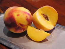 Dwarf Frost Peach Tree - Most cold hardy peach tree! (2 years old and 3-4 feet tall.)