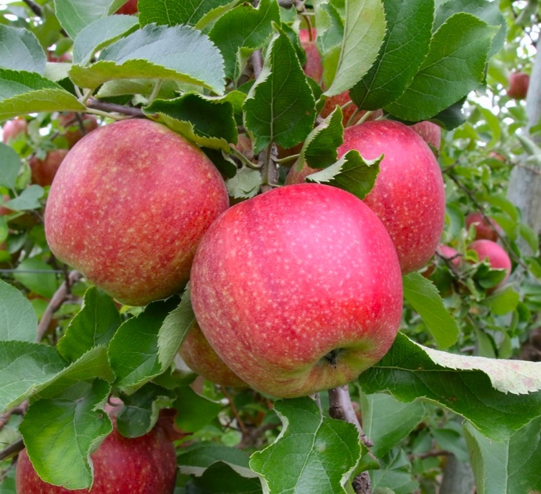 Dwarf Jonagold Apple Tree An exclusive dessert apple! (2 years old a Online Orchards