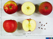 Dwarf Jonagold Apple Tree - An exclusive dessert apple! (2 years old and 3-4 feet tall.)