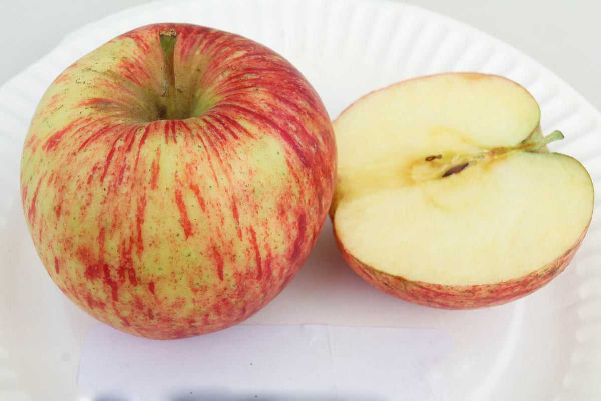 Dwarf Jonagold Apple Tree An exclusive dessert apple! (2 years old a