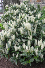 Cherry Laurel 'Otto Luyken' Shrub (1 Gal) - Hardy, fragrant, beautful shrub perfect for hedge plantings!
