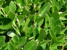 Cherry Laurel 'Otto Luyken' Shrub (1 Gal) - Hardy, fragrant, beautful shrub perfect for hedge plantings!