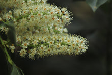 Cherry Laurel 'Otto Luyken' Shrub (1 Gal) - Hardy, fragrant, beautful shrub perfect for hedge plantings!