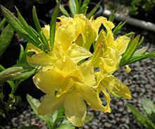 "Lemon Lights" Azalea Shrub - Shades of dazzling yellow change across the massive blossoms! *Cold Hardy* (1 Gallon)