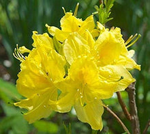 "Lemon Lights" Azalea Shrub - Shades of dazzling yellow change across the massive blossoms! *Cold Hardy* (1 Gallon)