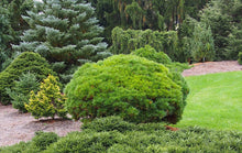 Little Gem Norway Spruce Shrub (1 Gal)- Richly colored, no-maintenance dwarf conifer!