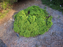 Little Gem Norway Spruce Shrub (1 Gal)- Richly colored, no-maintenance dwarf conifer!