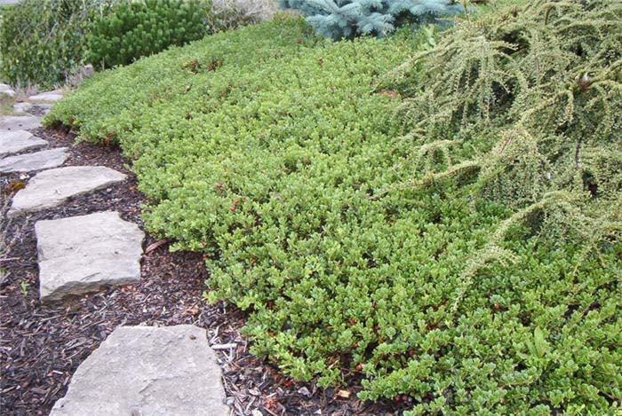 1 Gal. Massachusetts Bearberry Kinnikinnick Shrub With Very Cold Hardy 