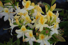 "Northern Hi-Lights" Azalea Shrub- Creamy-white blossoms splashed with yellow color! Cold hardy, deer-resistant, highly resilient. (1 Gallon Pot)
