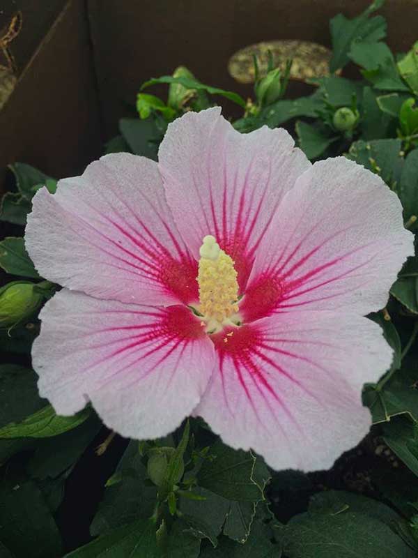 Orchid Satin Rose of Sharon Hibiscus (1 Gallon) - Huge, fragrant