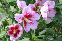 "Orchid Satin" Rose of Sharon Hibiscus (1 Gallon) - Huge, fragrant, lavender-pink flowers with a scarlet splash inside! Deer-resistant, drought-tolerant, hardy to -15°.