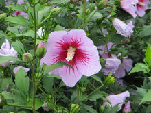 "Orchid Satin" Rose of Sharon Hibiscus (1 Gallon) - Huge, fragrant, lavender-pink flowers with a scarlet splash inside! Deer-resistant, drought-tolerant, hardy to -15°.
