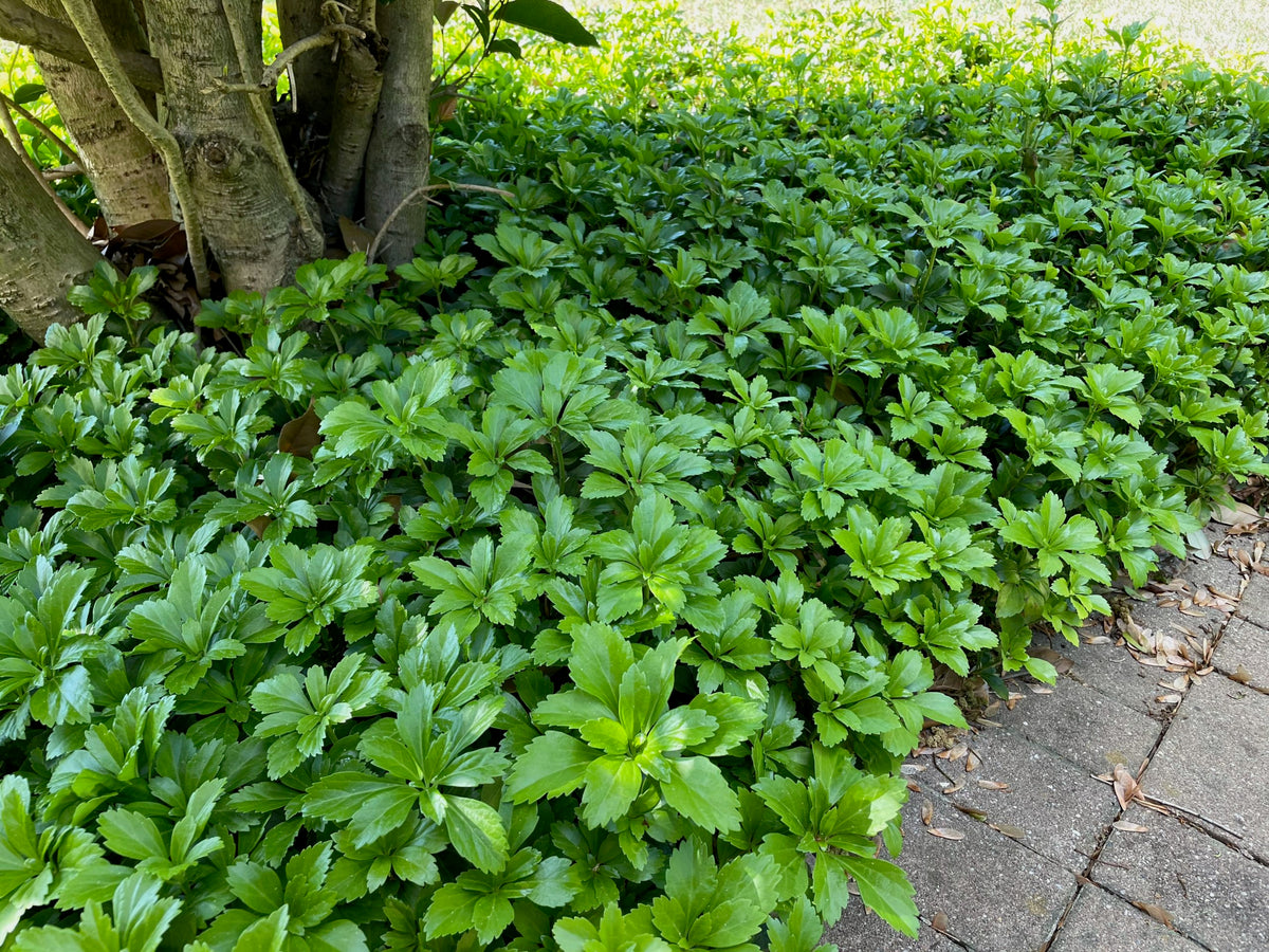 1 gal. Japanese Pachysandra Shrub with Dense Groundcover Carpet of Dar