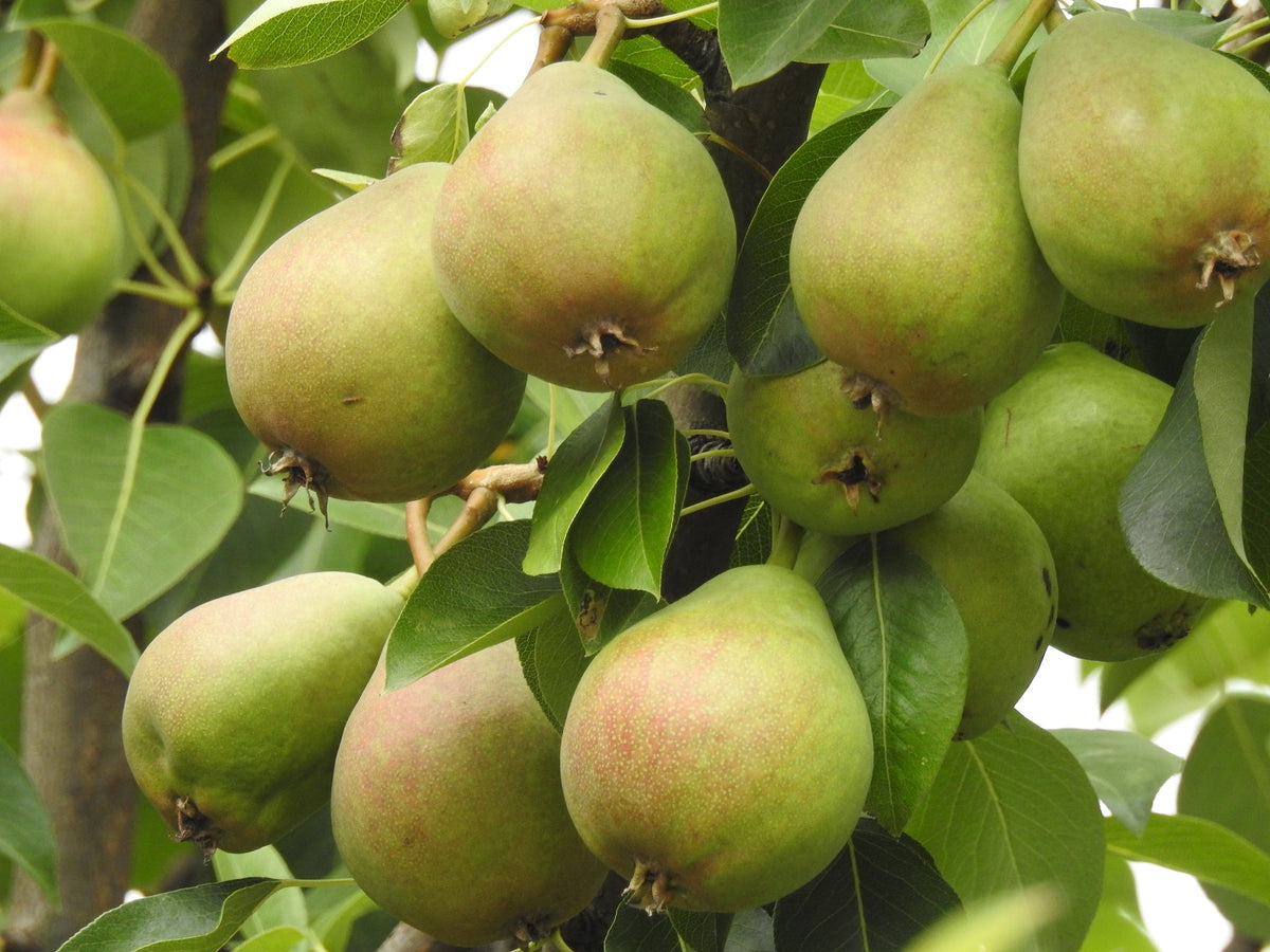 Dwarf Comice Pear Tree - The Soft and Sweet Christmas Pear Delicacy. (2 Years Old and 3-4 Feet tall.)