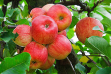 Prairie Spy Apple Tree - Cold hardy and autumn-ripening. (2 years old and 3-4 feet tall)
