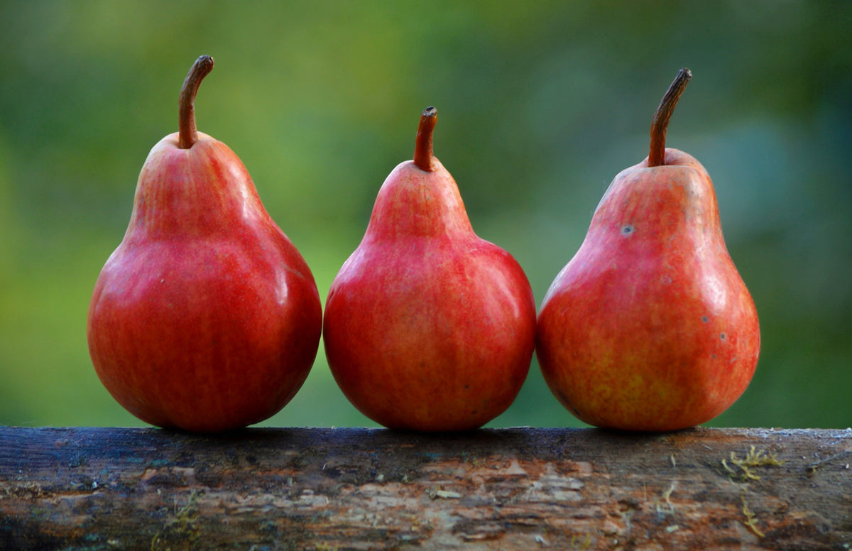 Dwarf Red Bartlett Pear Tree - Bright red, sweeter, juicier, and impro –  Online Orchards