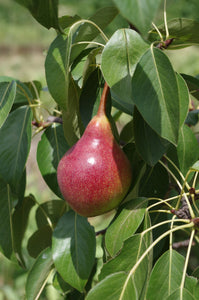Dwarf Red Bartlett Pear Tree - Bright red, sweeter, juicier, and improved Bartlett! (2 years old and 3-4 feet tall.)