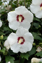 "Red Heart" Rose of Sharon Hibiscus (1 Gallon) - Exotic pure white blossoms with colorful a red splash in the heart of each flower! Deer-resistant, drought-tolerant, hardy to -15°.