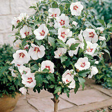 "Red Heart" Rose of Sharon Hibiscus (1 Gallon) - Exotic pure white blossoms with colorful a red splash in the heart of each flower! Deer-resistant, drought-tolerant, hardy to -15°.