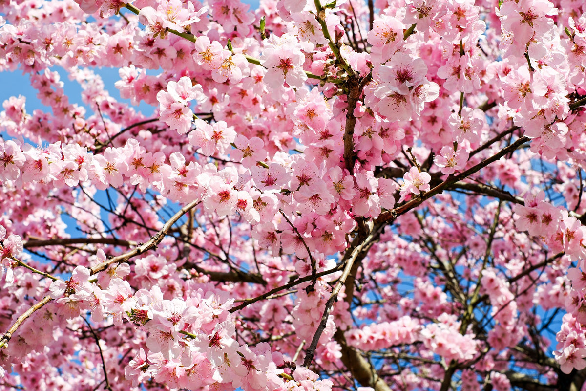 Shirofugen Cherry Blossom Tree - Bright pink, fragrant, and