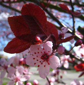 Thundercloud Flowering Plum Tree - Highly fragrant flowers and dark purple leaves! (2 years old and 3-4 feet tall.)
