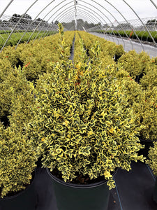 1 Gal. Variegated Boxwood Shrub with Vivid Green and White Trimmed Foliage (2-Pack)