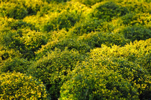 Golden-Tip Boxwood (1 Gallon) -  Golden-splashed foliage further brightens a colorful evergreen classic!