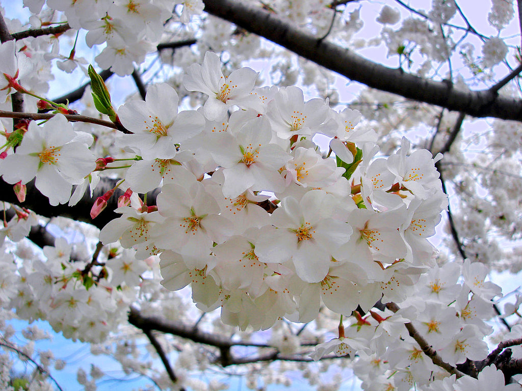 Yoshino Flowering Cherry - Almond scented, pinkish white, fragrant blossoms. (2 years old and 3-4 feet tall.)