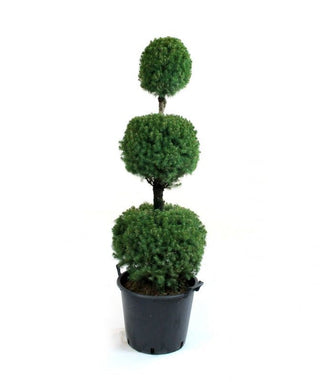 Spruce