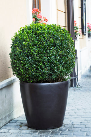 Boxwood