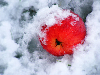 Cold Hardy Trees and Shrubs